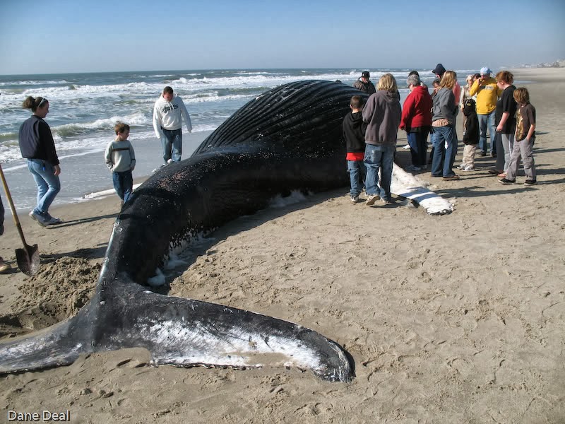 aa-beached-whale.jpg