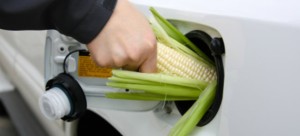 corn-cob-in-tank